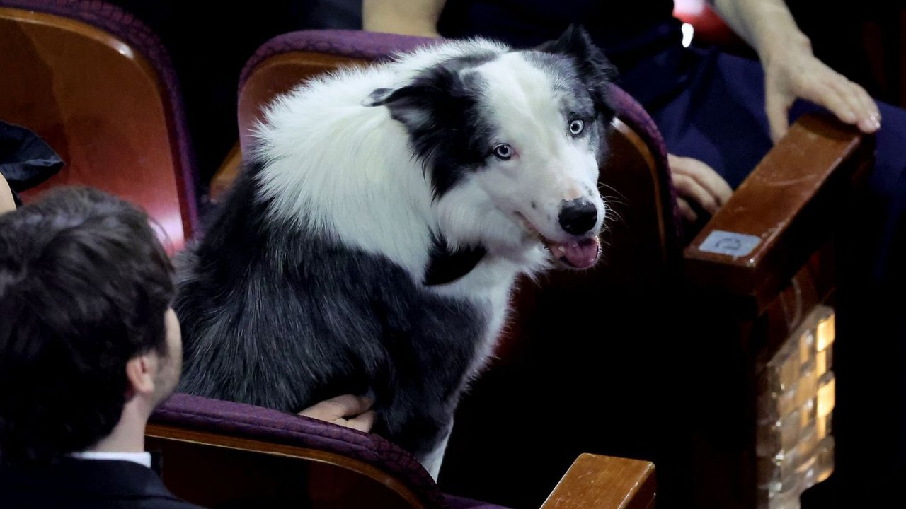 Oscar 2024: Messi, il cane di Anatomia di una caduta al Dolby Theatre (e fa pipì sulla stella di Matt Damon)