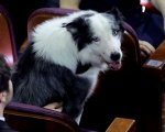 Oscar 2024: Messi, il cane di Anatomia di una caduta al Dolby Theatre (e fa pipì sulla stella di Matt Damon)