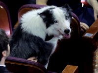 Oscar 2024: Messi, il cane di Anatomia di una caduta al Dolby Theatre (e fa pipì sulla stella di Matt Damon)