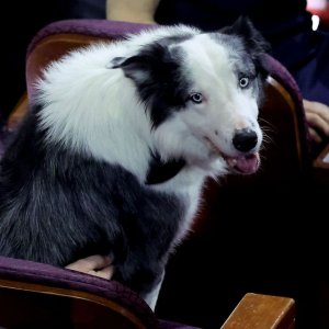 Anatomia di una caduta, il cane Messi alla cerimonia degli Oscar 2024