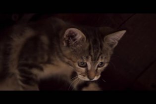 Vita da gatto - Trailer Italiano