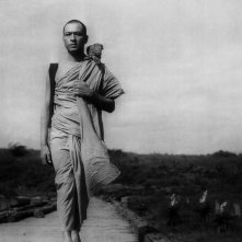 L'arpa birmana: una foto