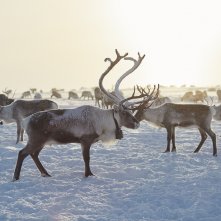 La ragazza delle renne: un'immagine del film