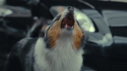 The Animal Kingdom - Trailer Italiano