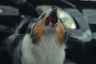 The Animal Kingdom - Trailer Italiano