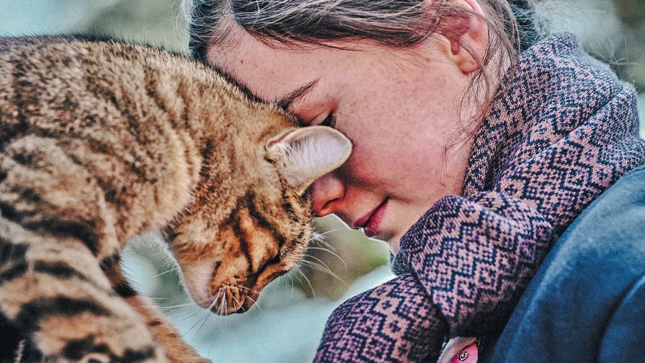Vita da gatto, la recensione: il felino è il miglior amico dell’uomo?