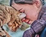 Vita da gatto, la recensione: il felino è il miglior amico dell’uomo?