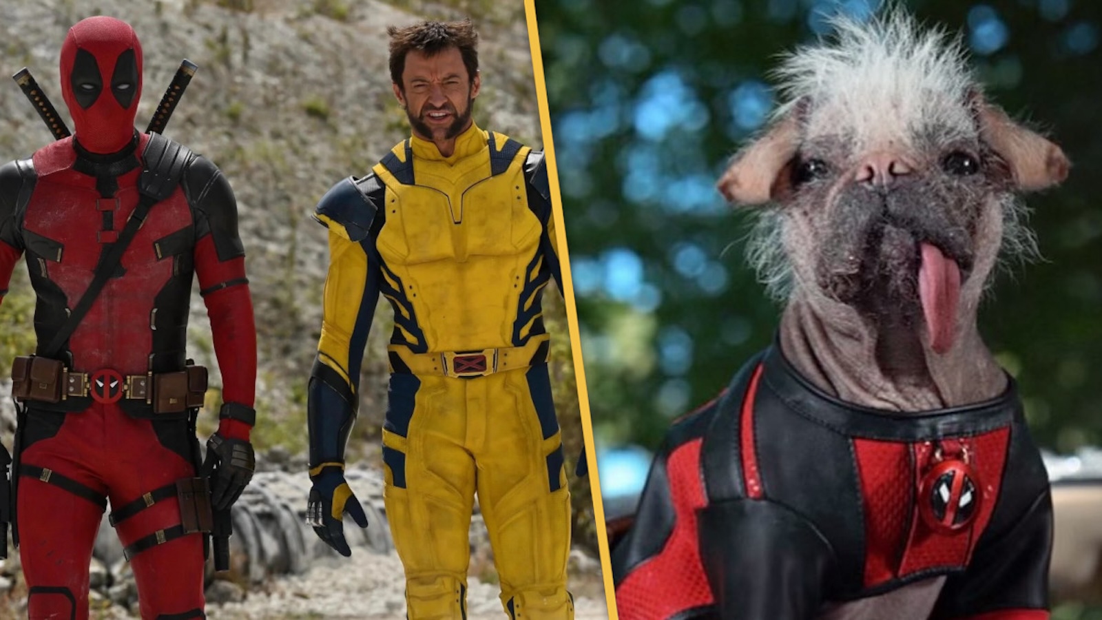 Deadpool & Wolverine, per Dogpool è stato scelto 'il cane più brutto del Regno Unito'