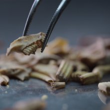 I segreti dei Neanderthal: una foto del film