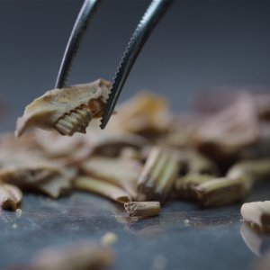 I segreti dei Neanderthal: una foto del film