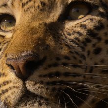 La vita dei leopardi: un primissimo piano del leopardo