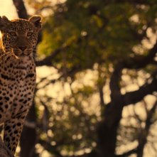 La vita dei leopardi: uno dei magnifici protagonisti del film