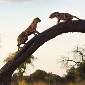 La vita dei leopardi: una scena del film