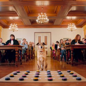 Dog on Trial: una scena del film