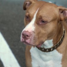 Chien de la casse: una foto del film