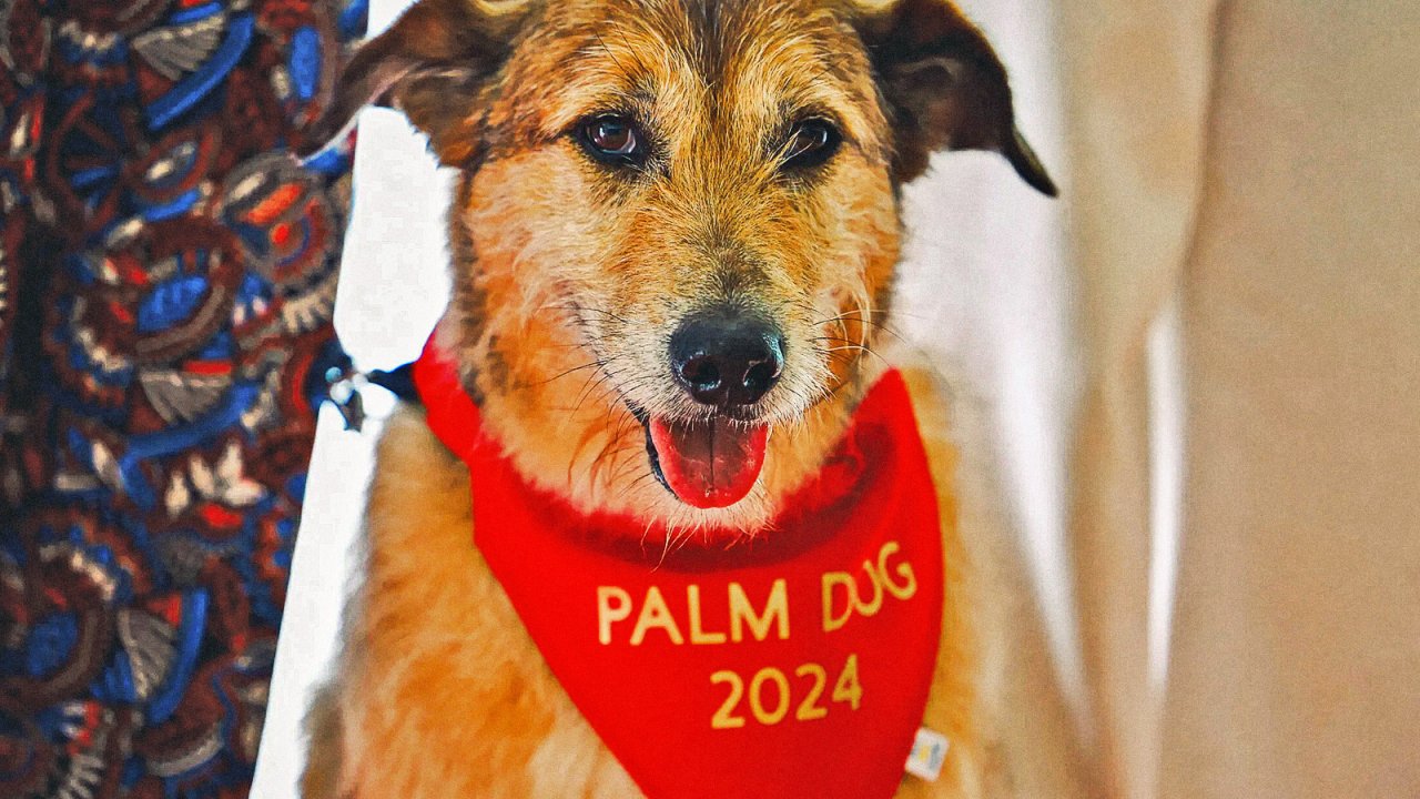 Kodi, protagonista di Dog on Trial. Foto di Damiano Panattoni