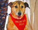 Palm Dog 2024: la grande (e tenera) vittoria del cane Kodi, protagonista di Dog on Trial
