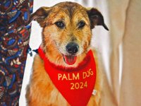 Palm Dog 2024: la grande (e tenera) vittoria del cane Kodi, protagonista di Dog on Trial