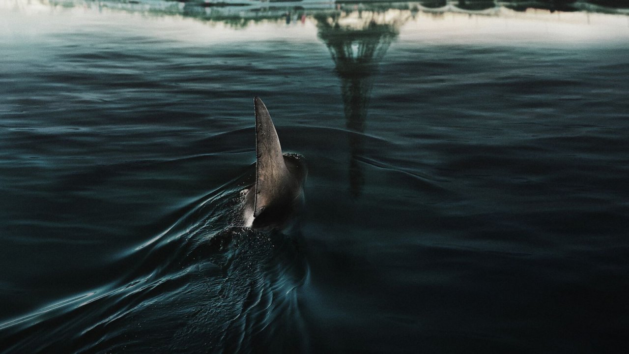 La pinna dello squalo di Under Paris nella Senna