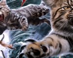 Catnado: il folle trailer dello Sharknado coi gatti
