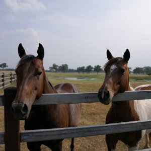 Cowboy Cartel: due cavalli nel recinto