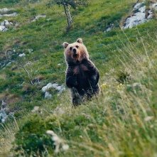 Pericolosamente vicini: una foto di un orso tratta dal film