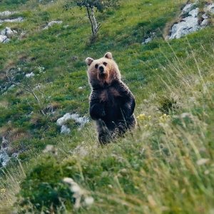 Pericolosamente vicini: una foto di un orso tratta dal film