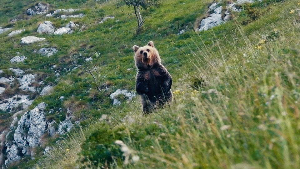 Pericolosamente Vicini Una Foto Di Un Orso Tratta Dal Film