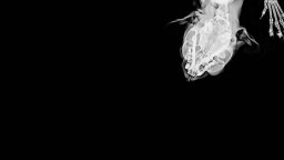 Bestiari, Erbari, Lapidari - Trailer del documentario di Massimo D'Anolfi e Martina Parenti