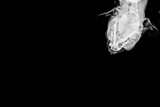 Bestiari, Erbari, Lapidari - Trailer del documentario di Massimo D'Anolfi e Martina Parenti