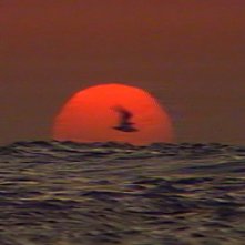 Locandina di Israel Palestina i svensk tv 1958-1989