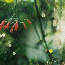 Bestiari, Erbari, Lapidari: un fiore rosso bagnato dalla pioggia