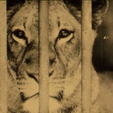 Bestiari, Erbari, Lapidari: lo sguardo di un leone chiuso in gabbia