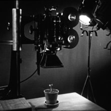 Bestiari, Erbari, Lapidari: una piantina osservata dalla cinepresa