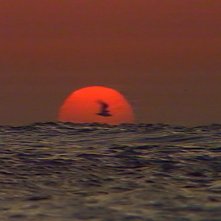 Israel Palestina i svensk tv 1958-1989: una scena