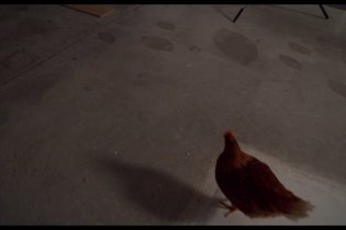 L'occhio Della Gallina - Clip Del Film
