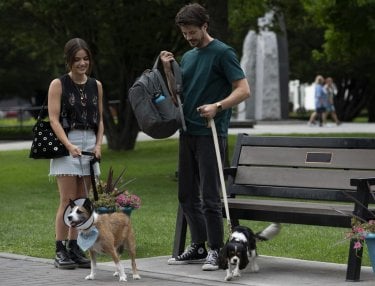 Una Famiglia Di Cuccioli Cani