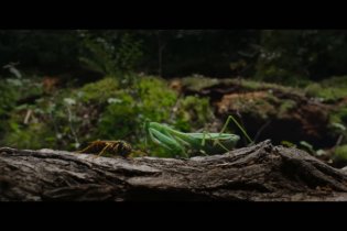 Wolf Man - Teaser trailer del reboot horror