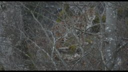 Le linci selvagge - Trailer Italiano