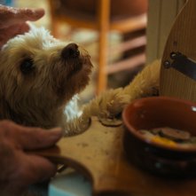 Trifole - Le radici dimenticate: la cagnolina Birba