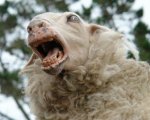 Black Sheep: annunciato il sequel dell'horror di Jonathan King