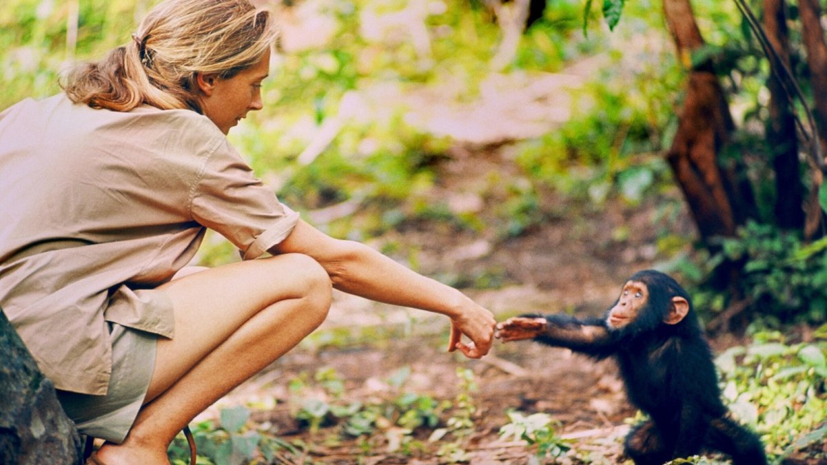 Jane Goodall: la sua vita diventerà un film prodotto da Leonardo DiCaprio per Disney