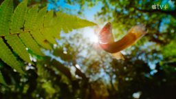I segreti degli animali - Trailer della docuserie Apple TV+