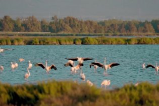 Altri Animali - Trailer del documentario