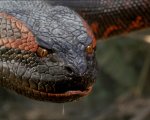 Anaconda tornerà nelle sale con un remake con star Jack Black e Paul Rudd, ecco la data di uscita
