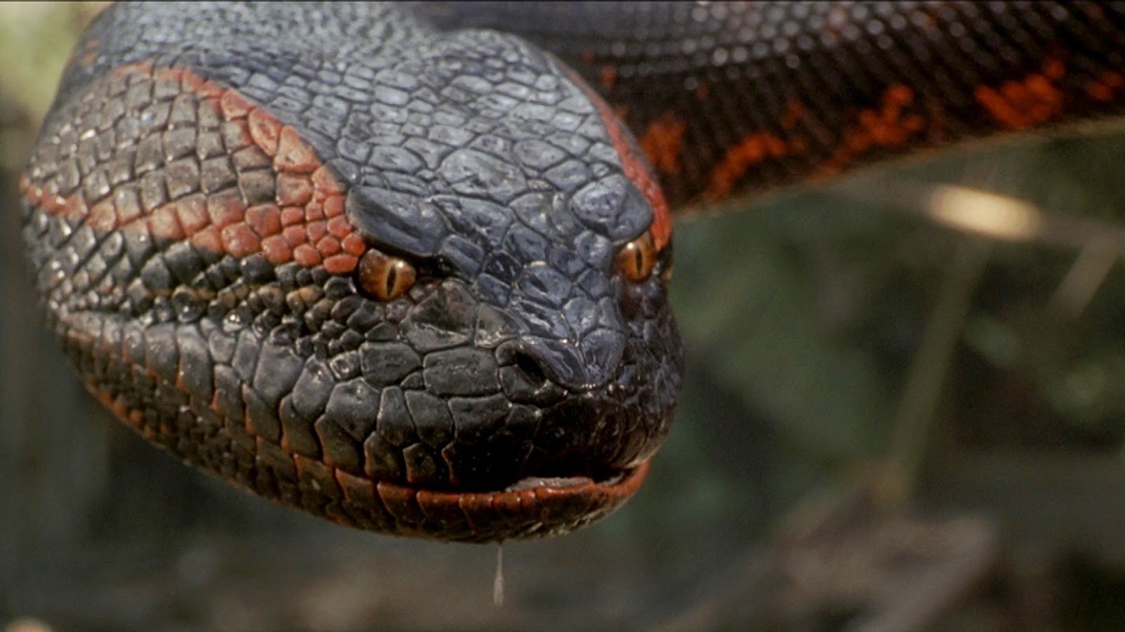 Un'immagine del film Anaconda