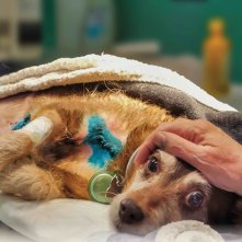 Locandina di Altri animali