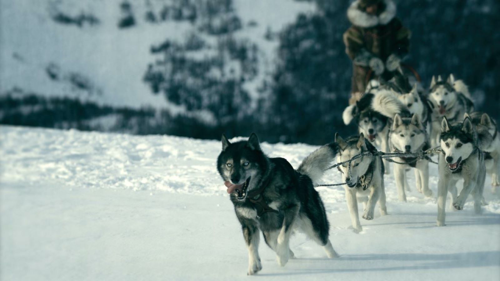 Una scena con Togo, il cane da slitta protagonista del film