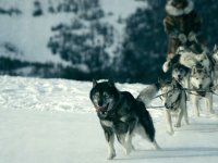 Togo, la vera storia del cane eroe che salvò i bambini dell'Alaska da un'epidemia di difterite