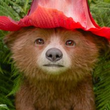 Paddington in Perù: Paddington quando era ancora un cucciolo